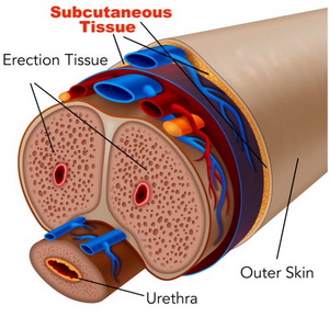 penile tissue pic