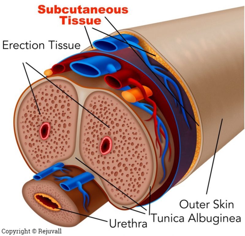 penile thicker erection diagram