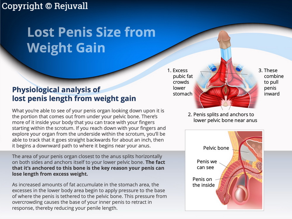 diagram penis shrinkage post weight gain