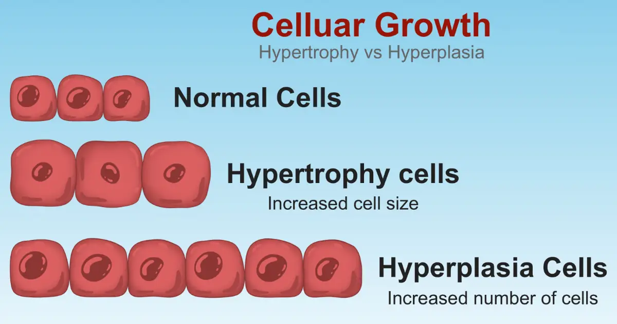 male penile size growth hypertrophy vs hyperplasia