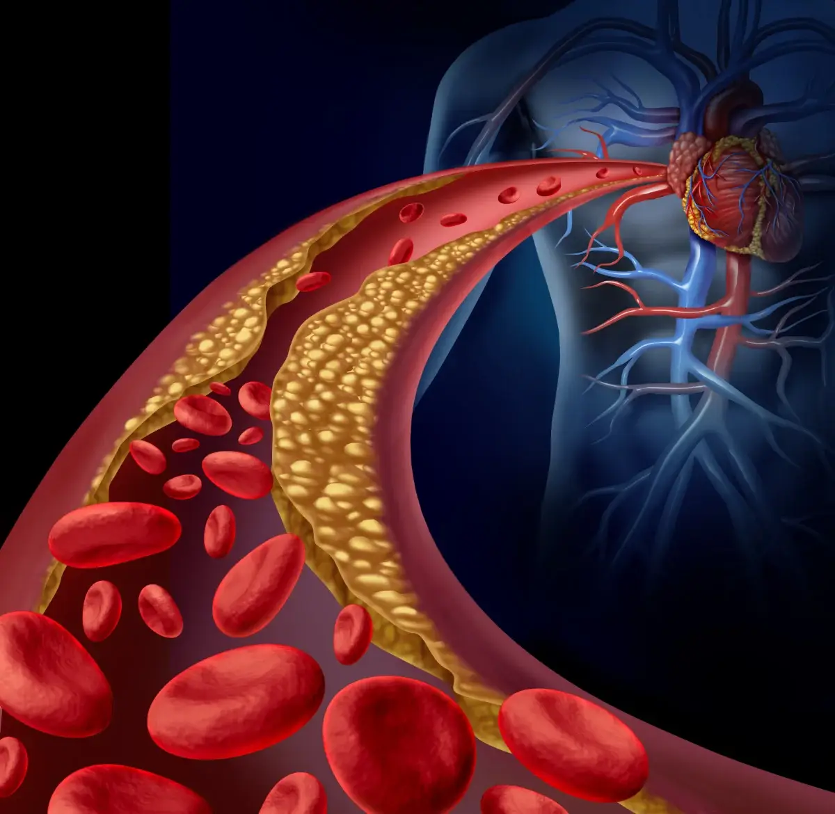 how to increase penile blood flow arterial pic