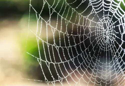 Closeup image of an outdoor spider web