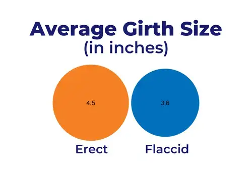 a chart with a big orange dot and a smaller blue dot showing the average girth of a man's penis when both flaccid and erect in inches