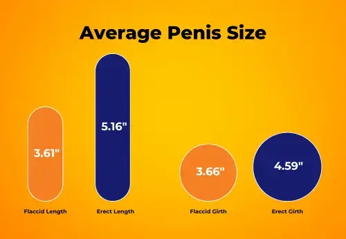 infographic showing the average length and girth sizes for a penis when both flaccid and erect