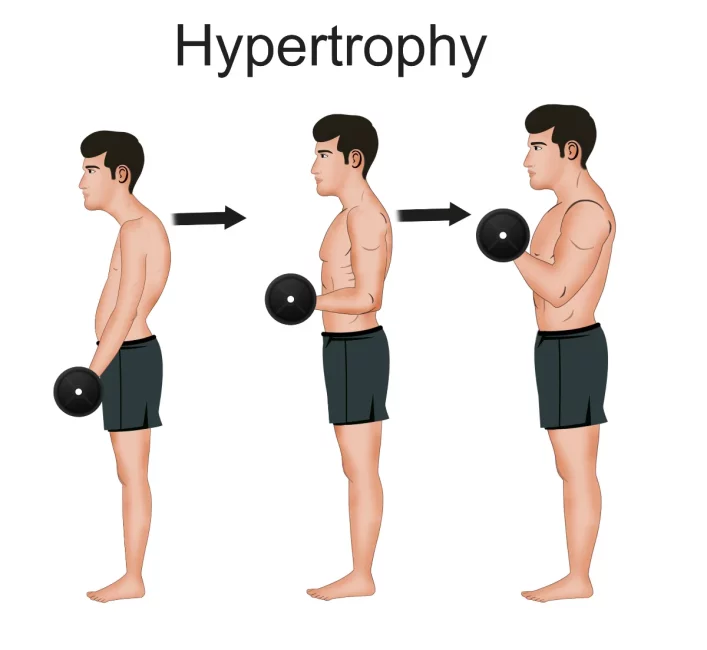 muscle increase after hypertrophy