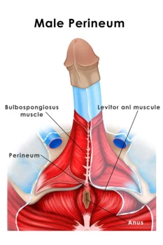 Male Perineum Medical Illustration 600