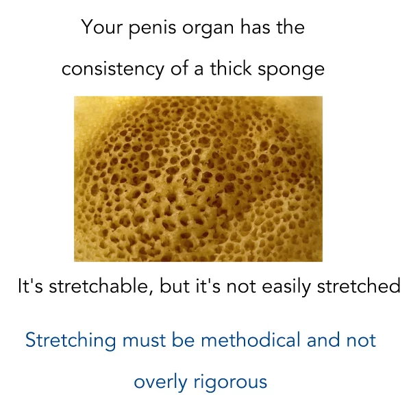 image showing penile sponge image before stretching