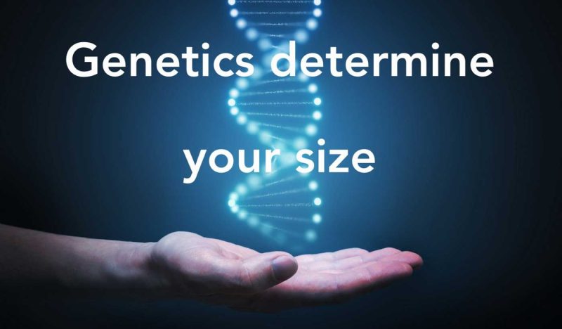 genetics research penis size